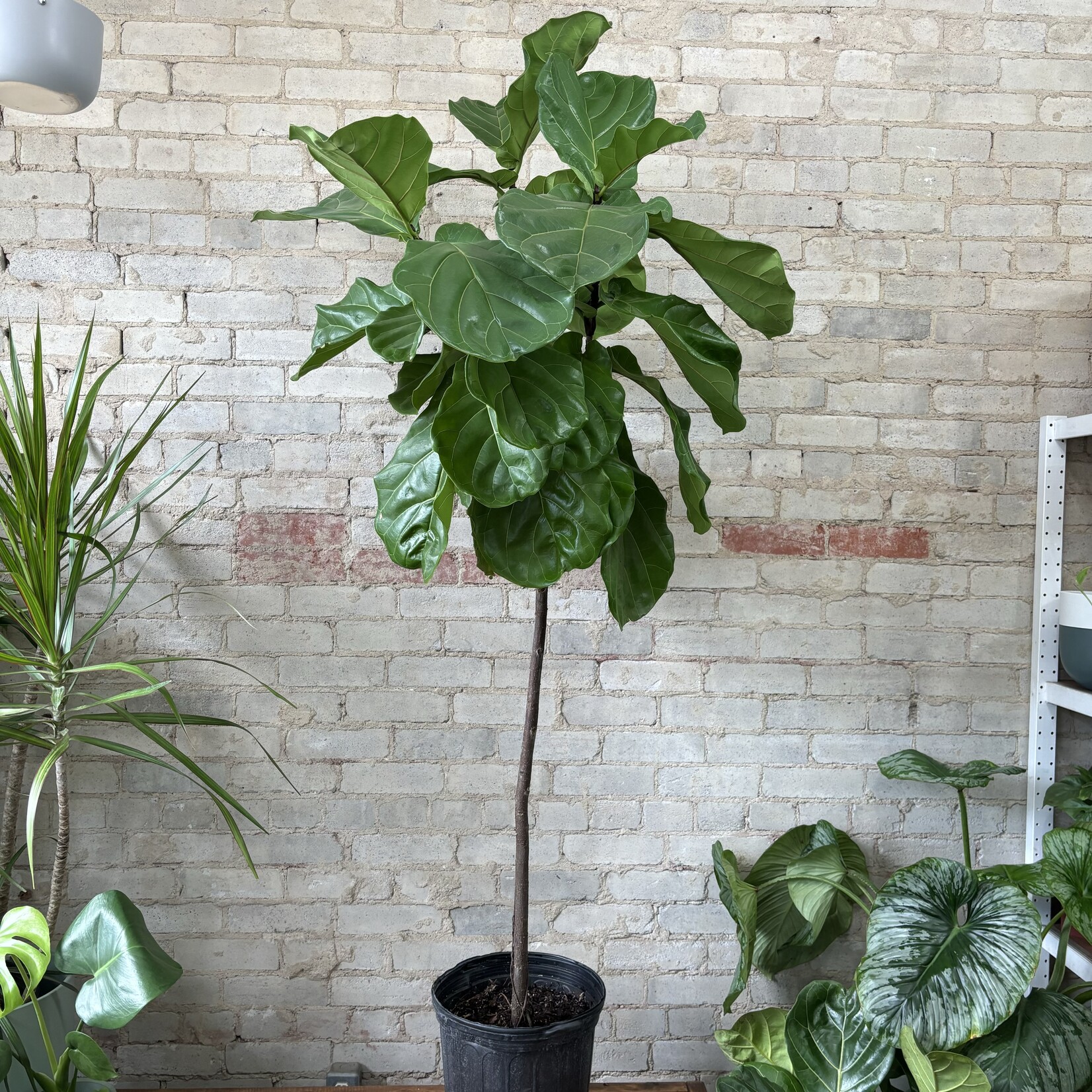 Ficus Lyrata Standard 12"