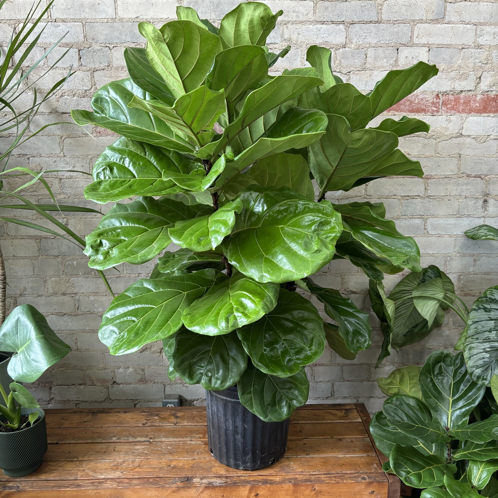 Ficus Lyrata Bush 12"