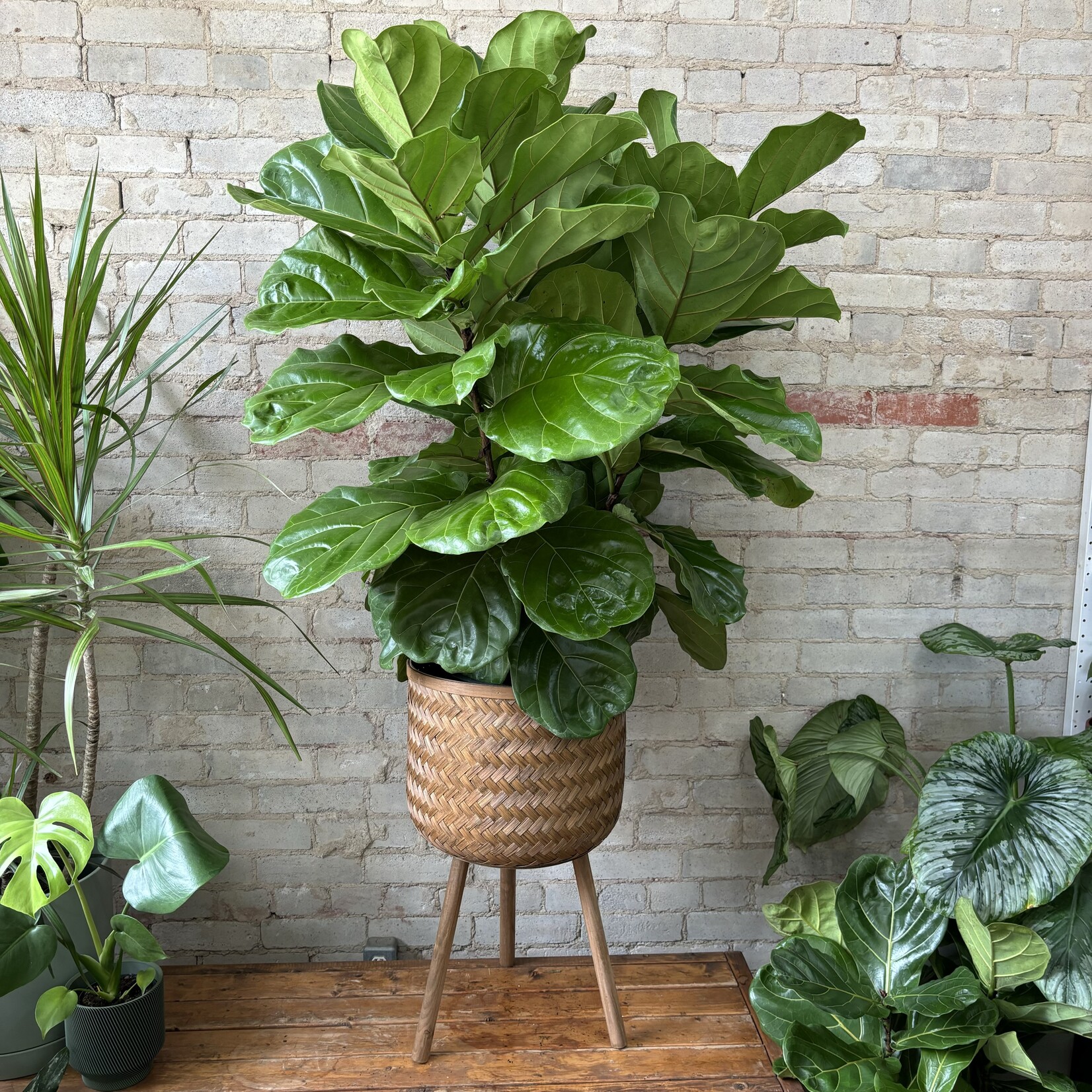 Ficus Lyrata Bush 12"