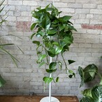 Jade Pothos 8" HB