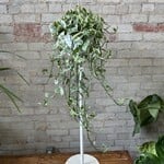 Pearls and Jade Pothos 8" HB