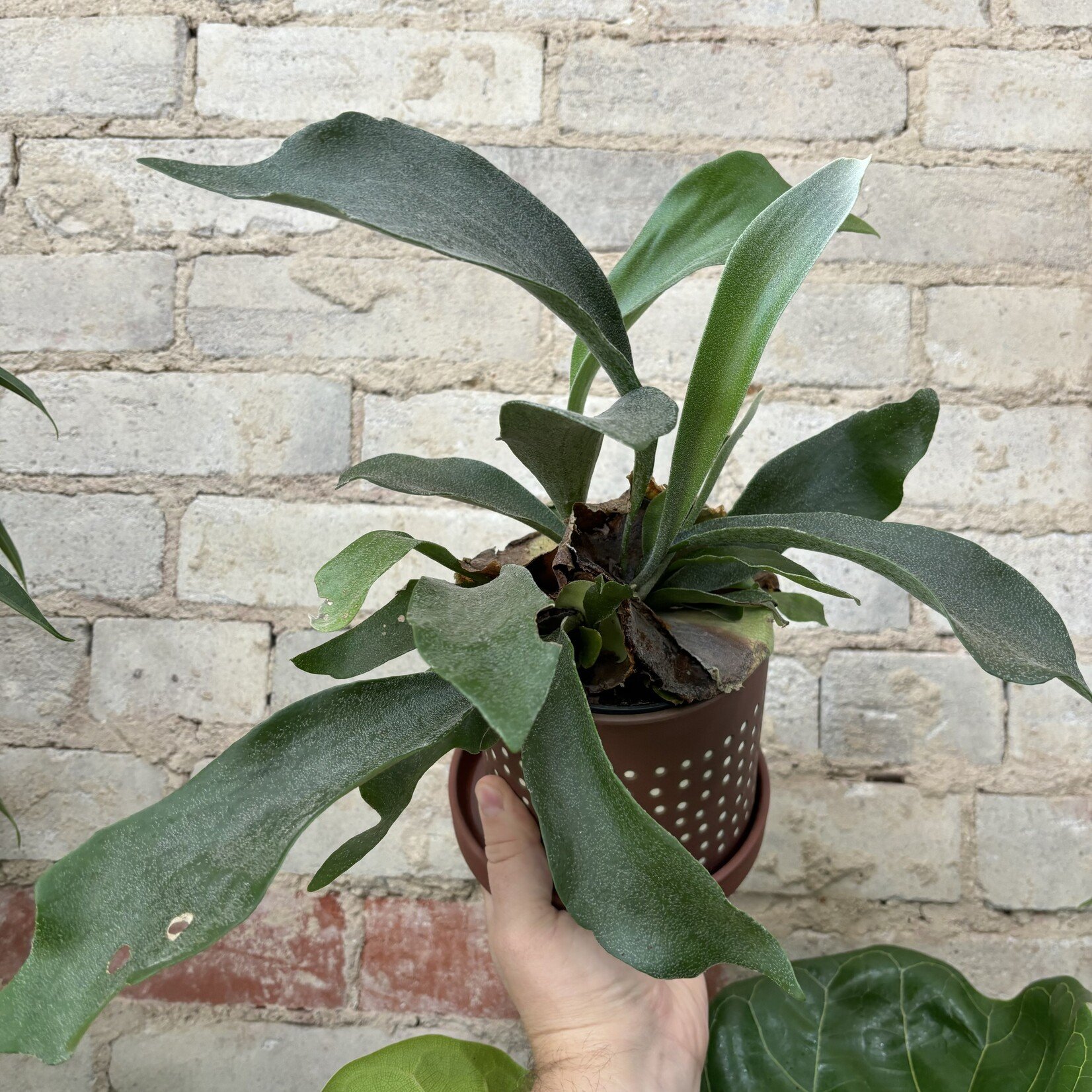 Staghorn Fern 5"