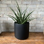 Sansevieria Fernwood Mikado 8"
