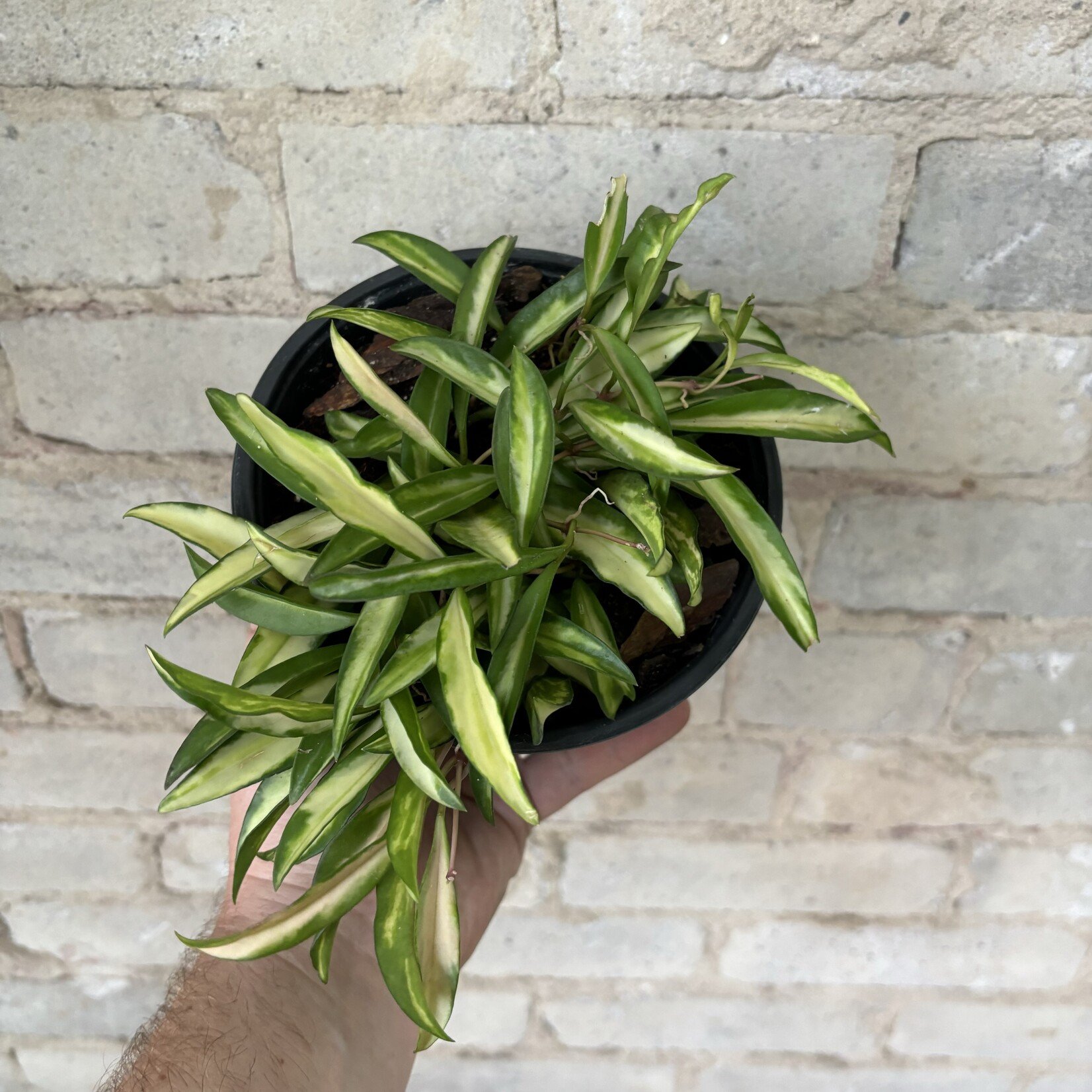 Hoya Wayetii Variegated 6"