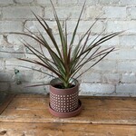 Dracaena Red Princess 4"