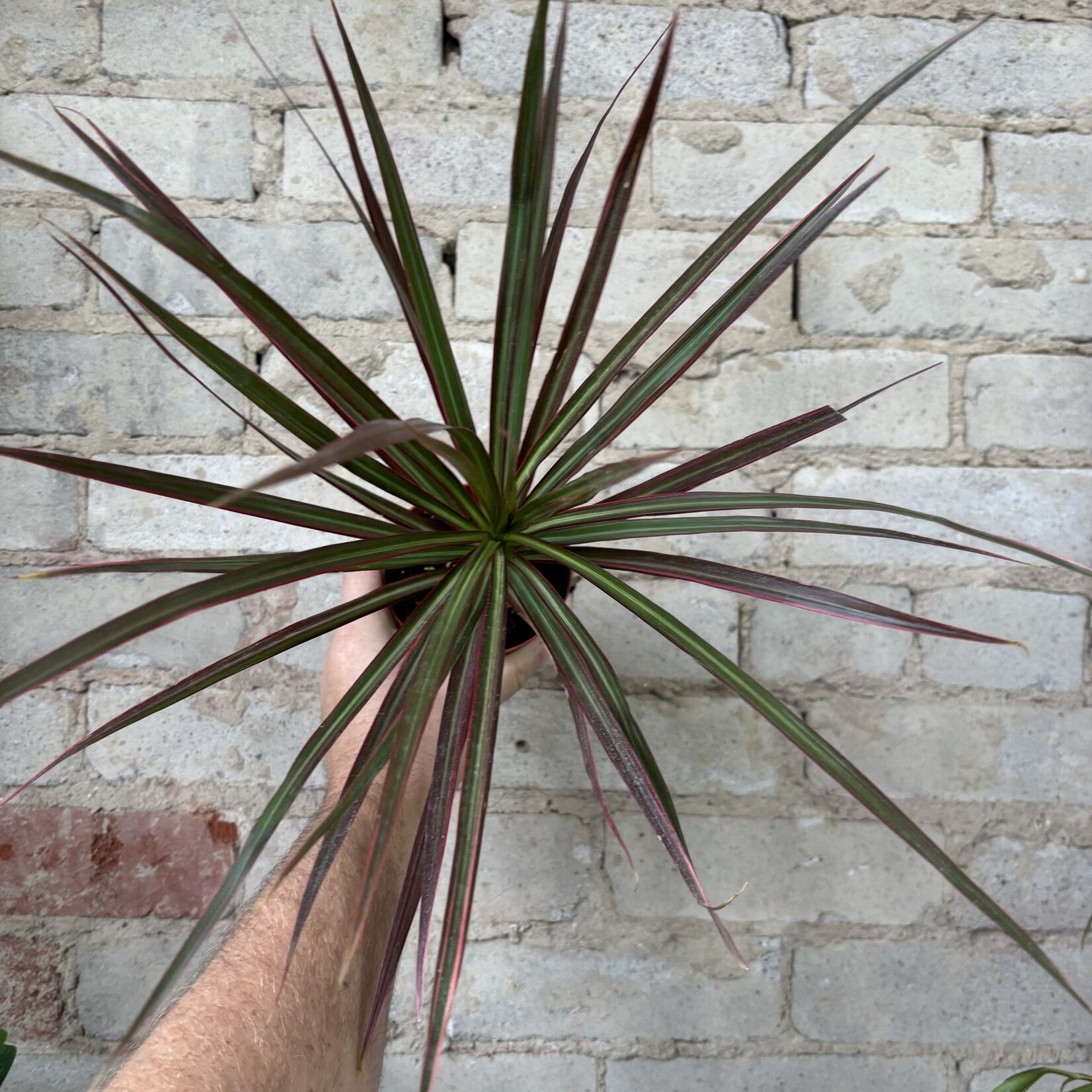 Dracaena Red Princess 4"