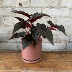 Begonia Black Magic 4"