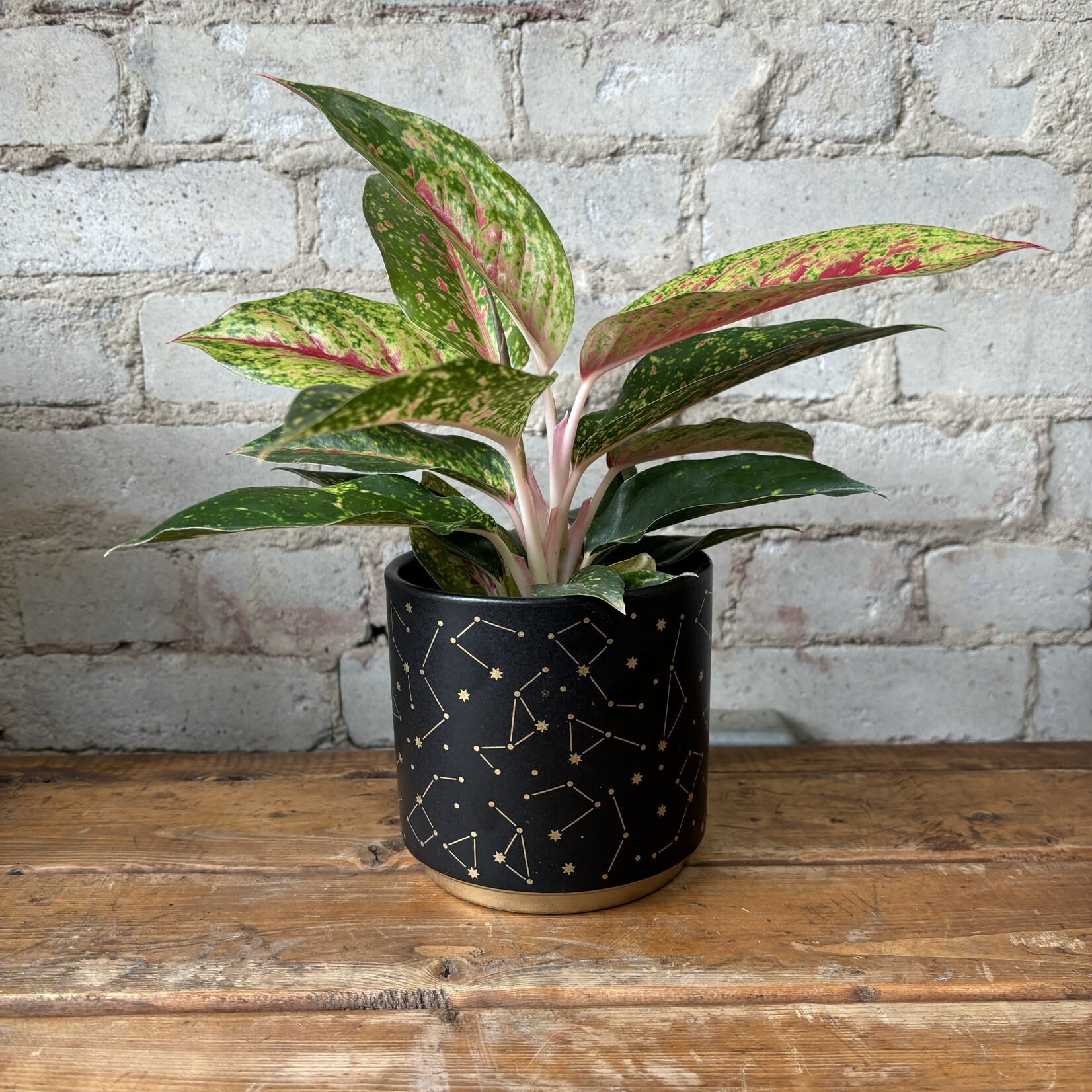 Aglaonema Sparkling Sarah 4"