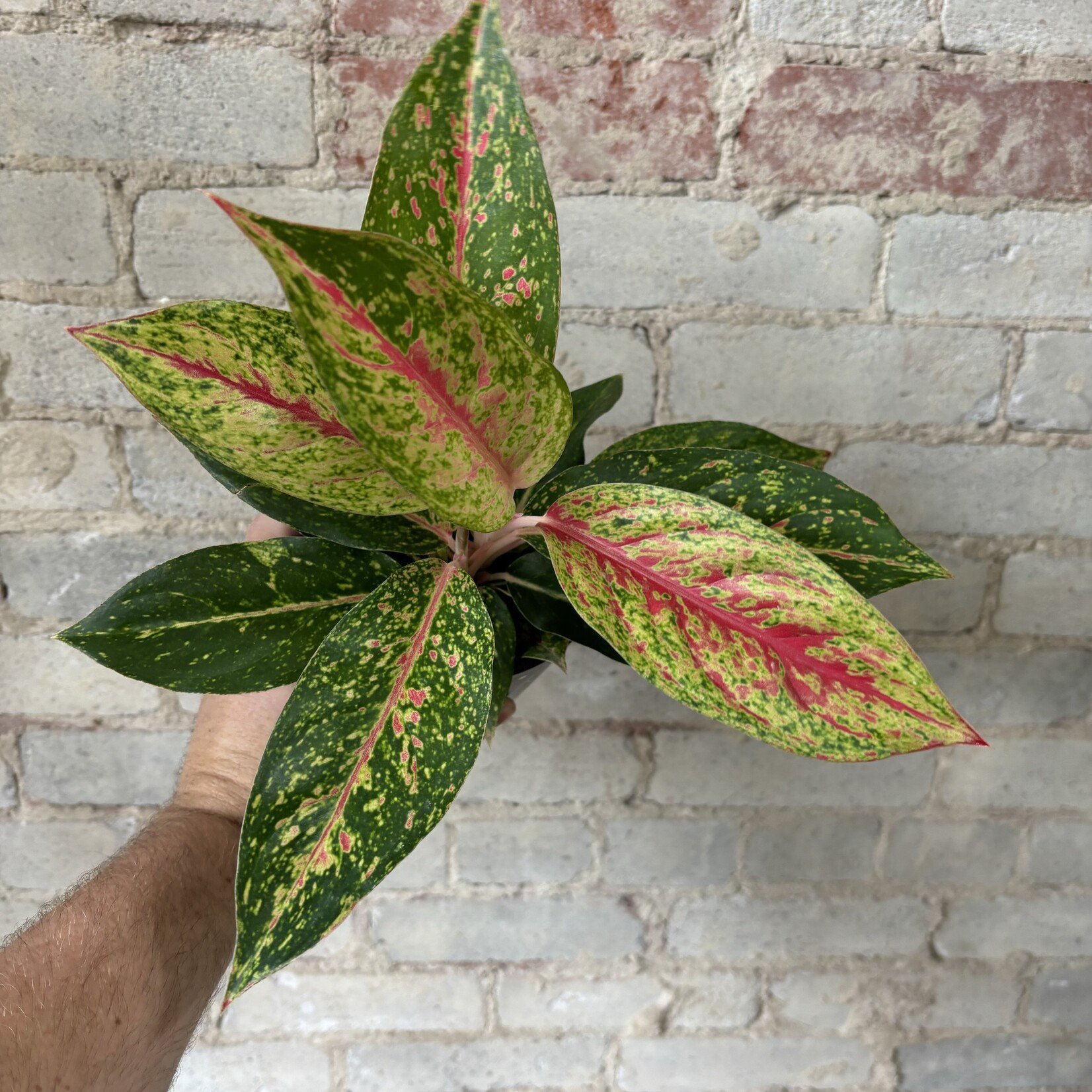 Aglaonema Sparkling Sarah 4"