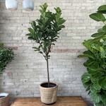 Ficus Lyrata Compacta Standard 12"