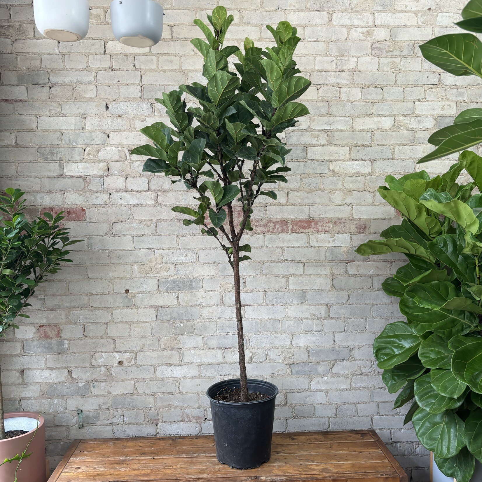 Ficus Lyrata Compacta Standard 12"