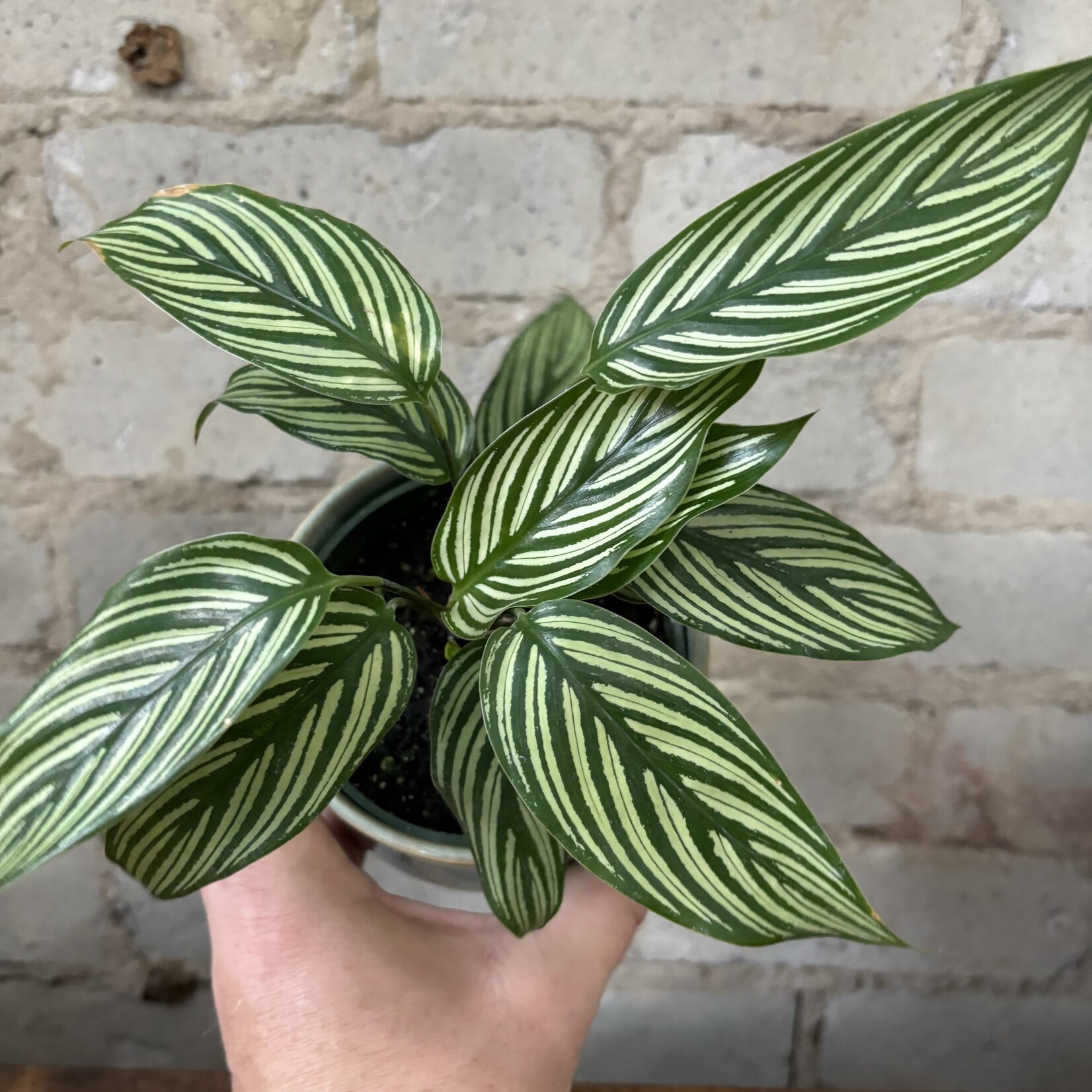 Calathea Vittata 4"