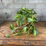 Philodendron Brazil 4"