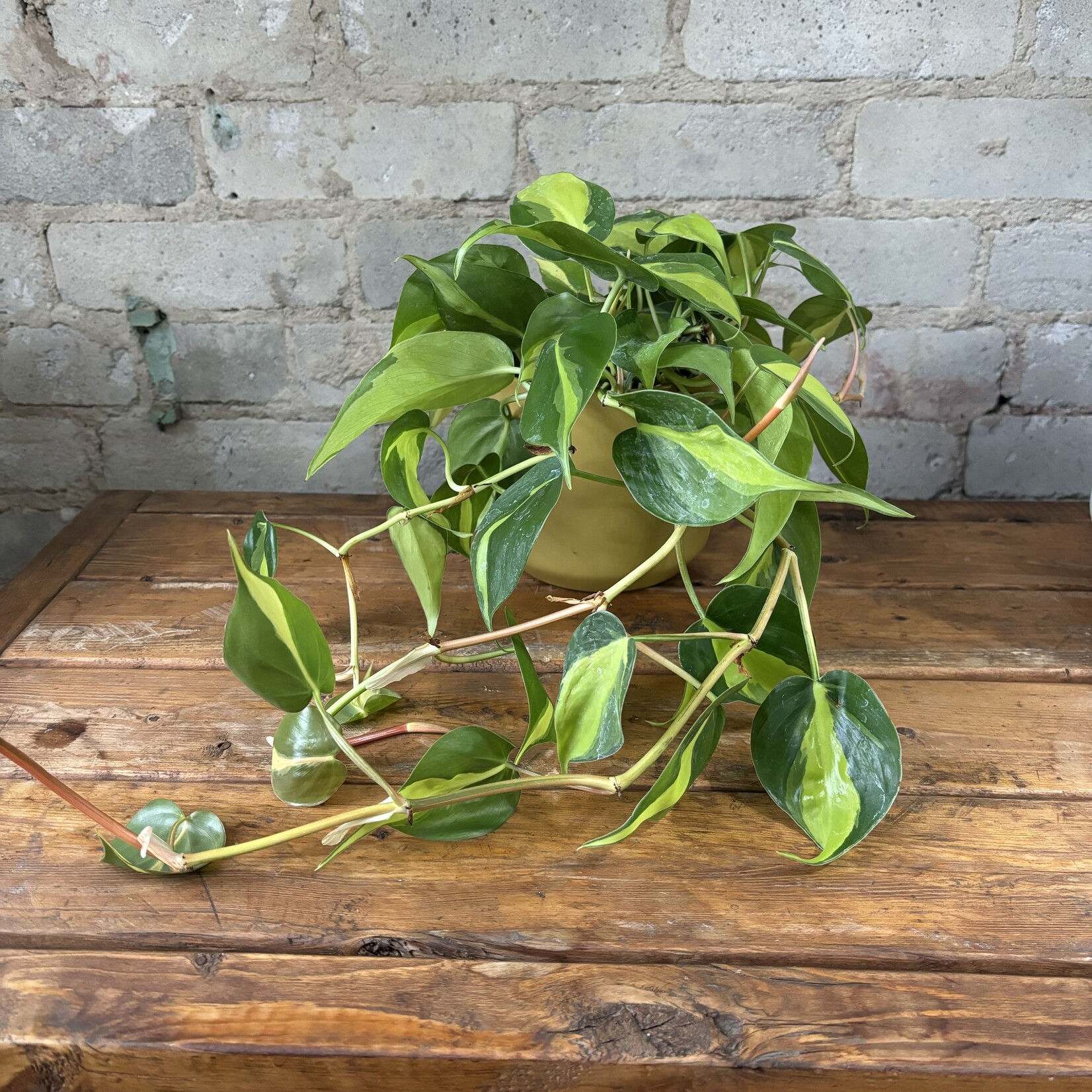 Philodendron Brazil 4"