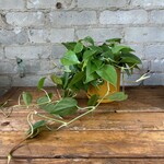 Philodendron Cordatum 4"