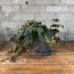 Philodendron Micans 4"