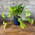 Neon Pothos 4"