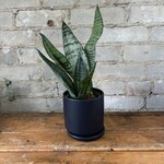 Sansevieria Superba 4"