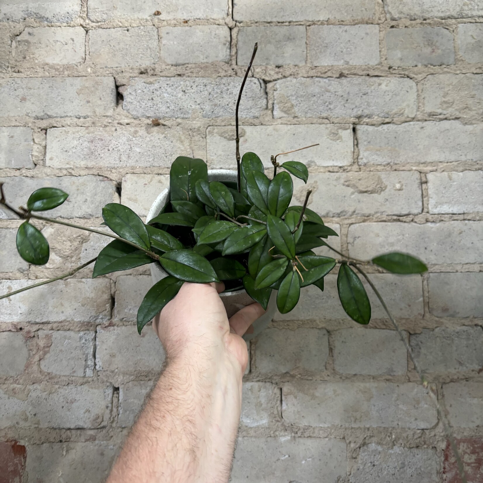 Hoya Crassipetiolata 6"