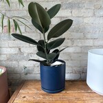 Ficus Elastica Burgundy 6"