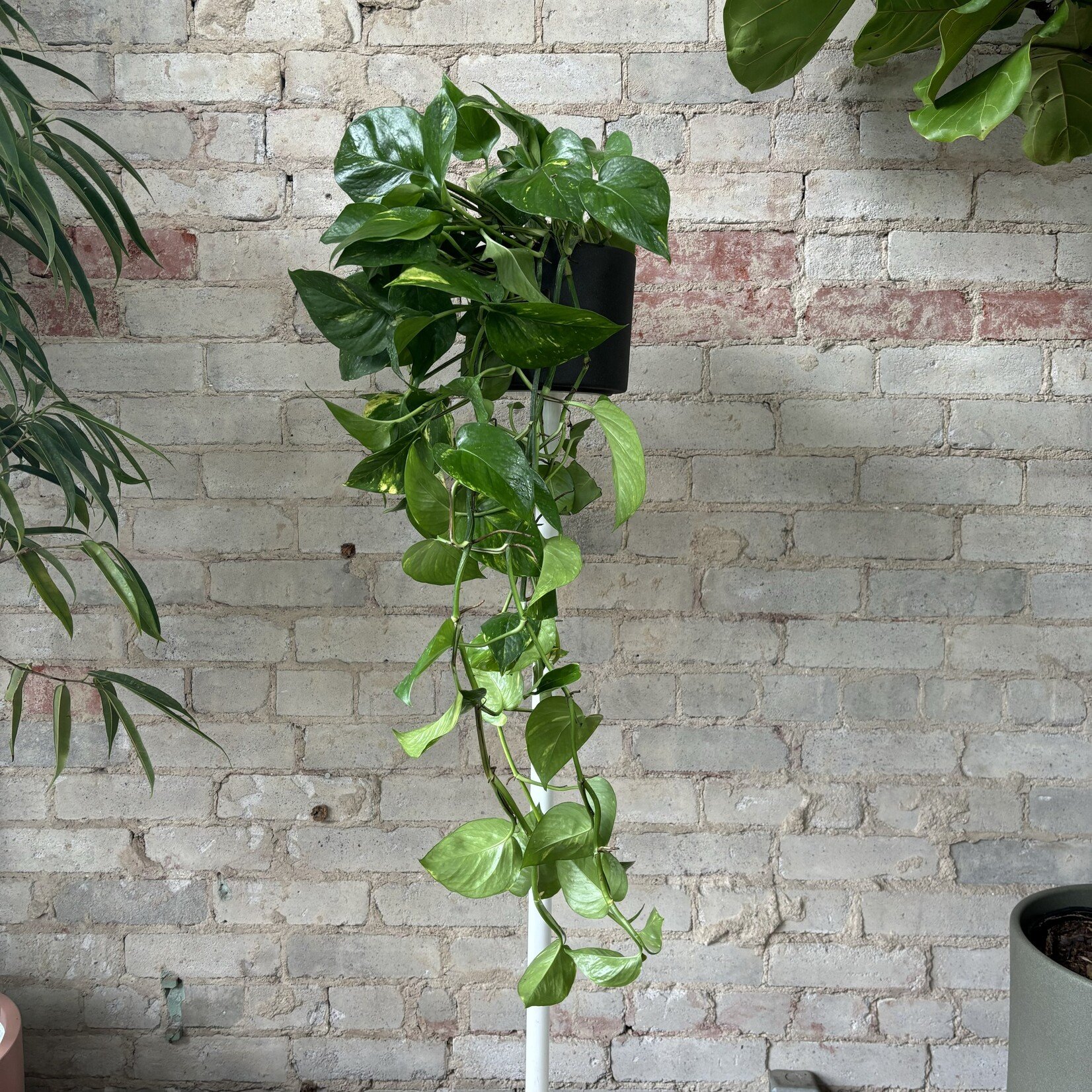 Golden Pothos 6"