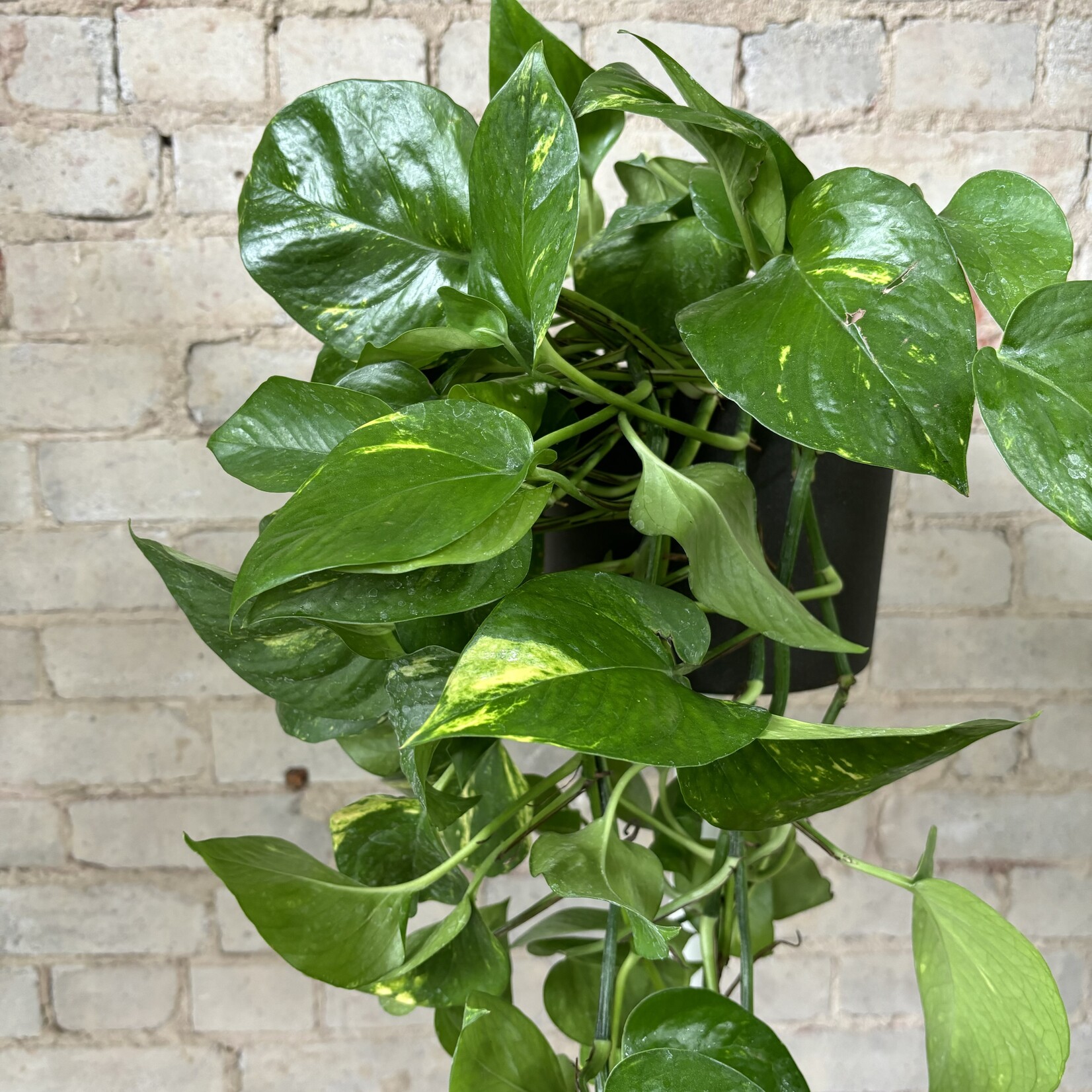 Golden Pothos 6"