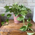 Marble Queen Pothos 6"