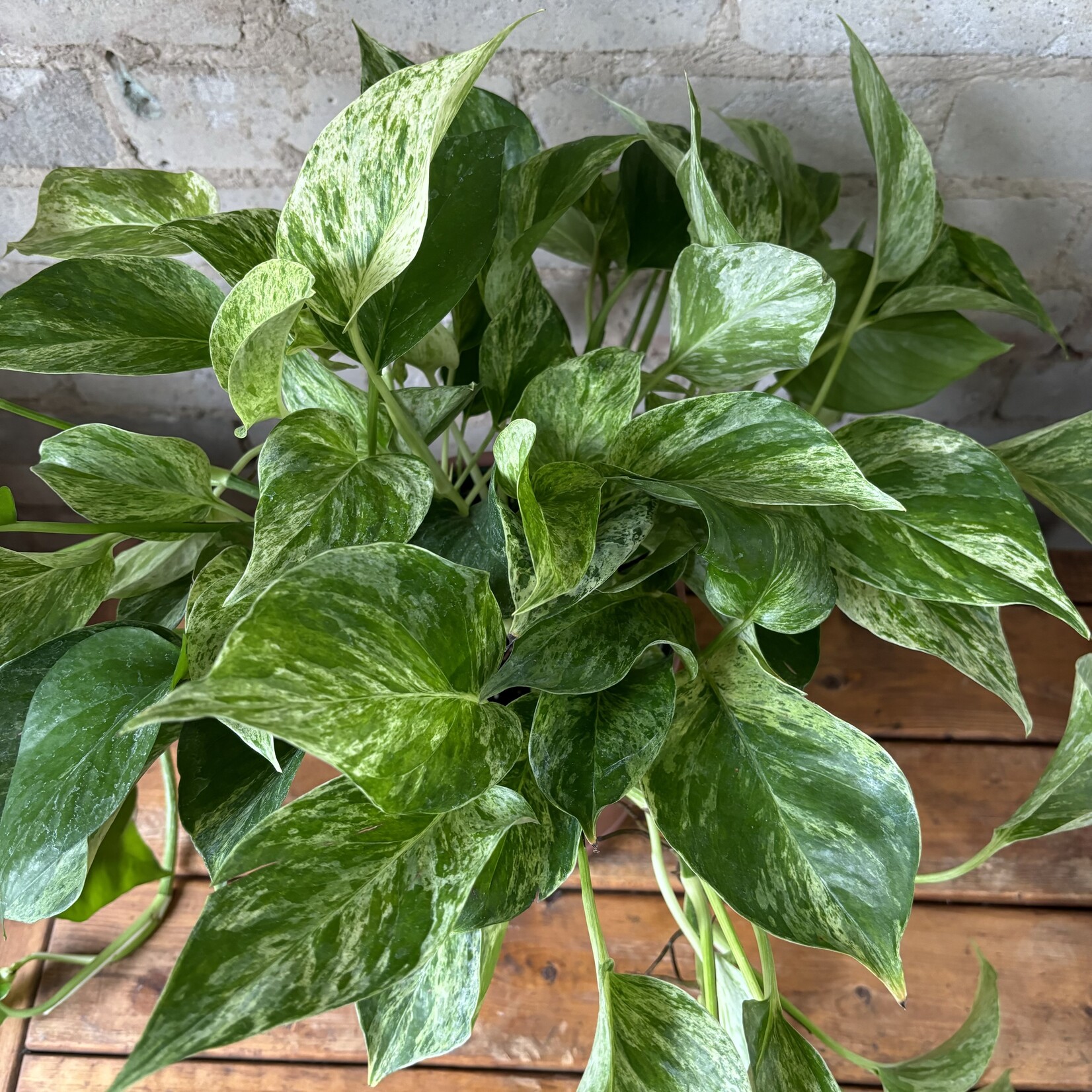 Marble Queen Pothos 6"