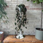 Philodendron Micans 8" HB