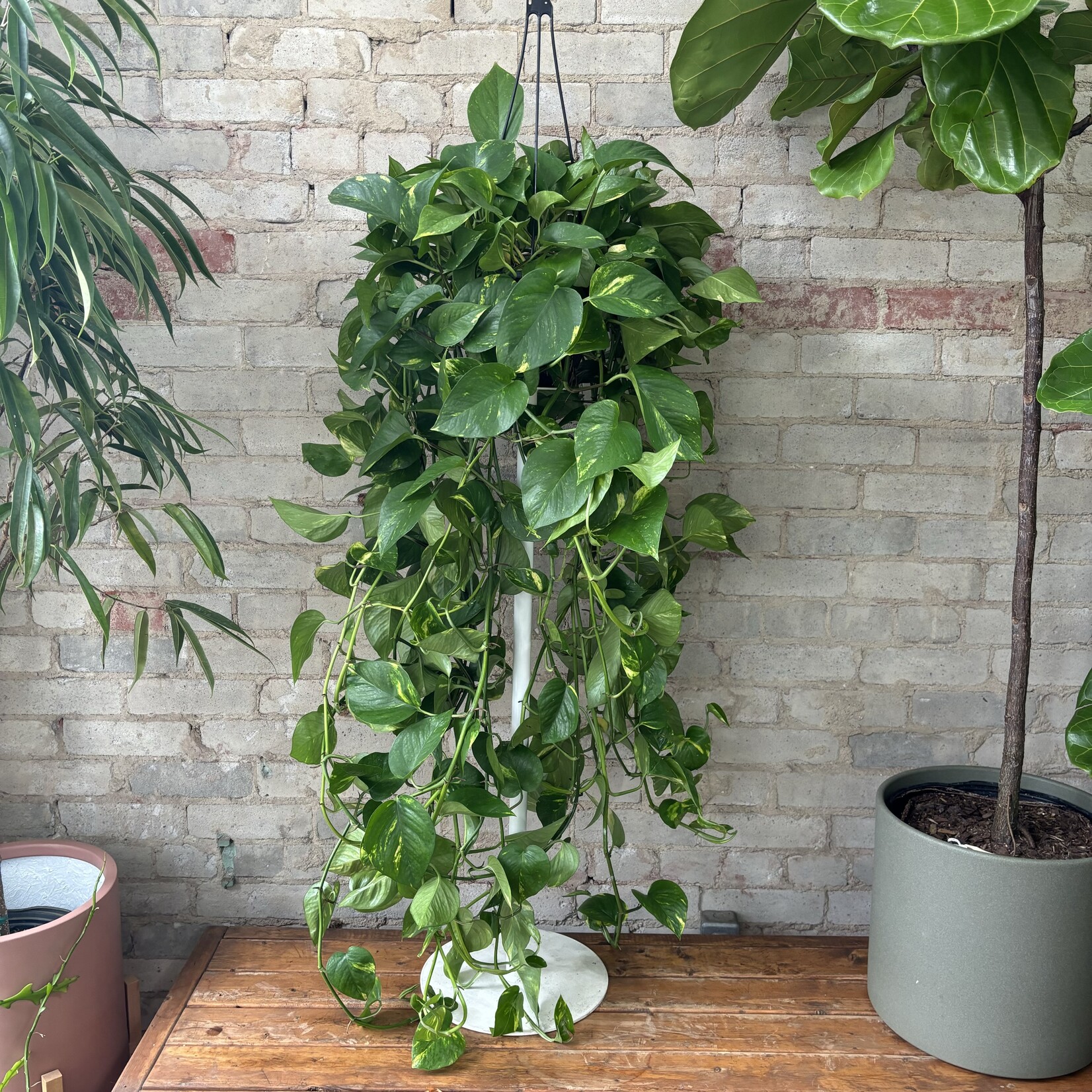 Golden Pothos 8" HB