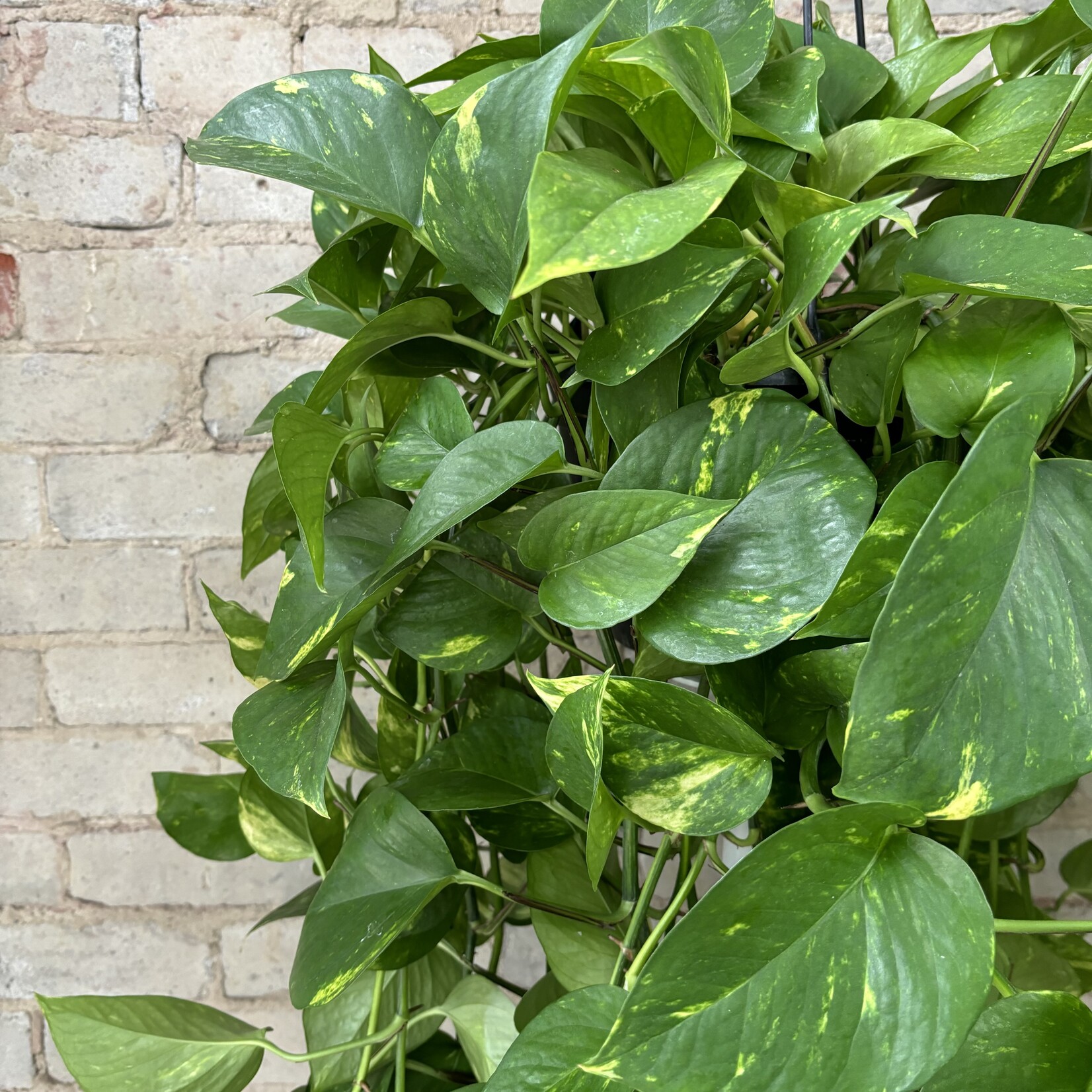 Golden Pothos 8" HB