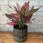 Aglaonema Red Valentine 6"