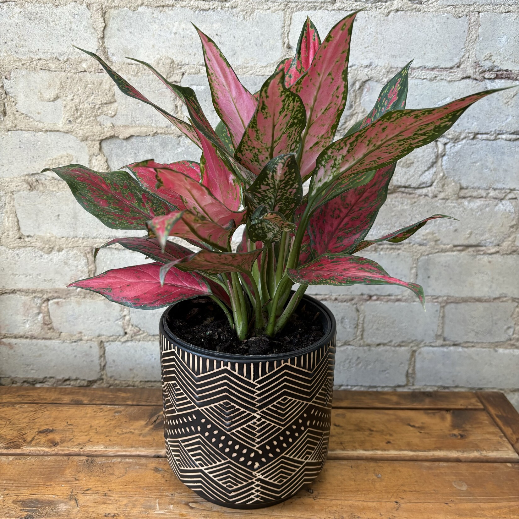 Aglaonema Red Valentine 6"