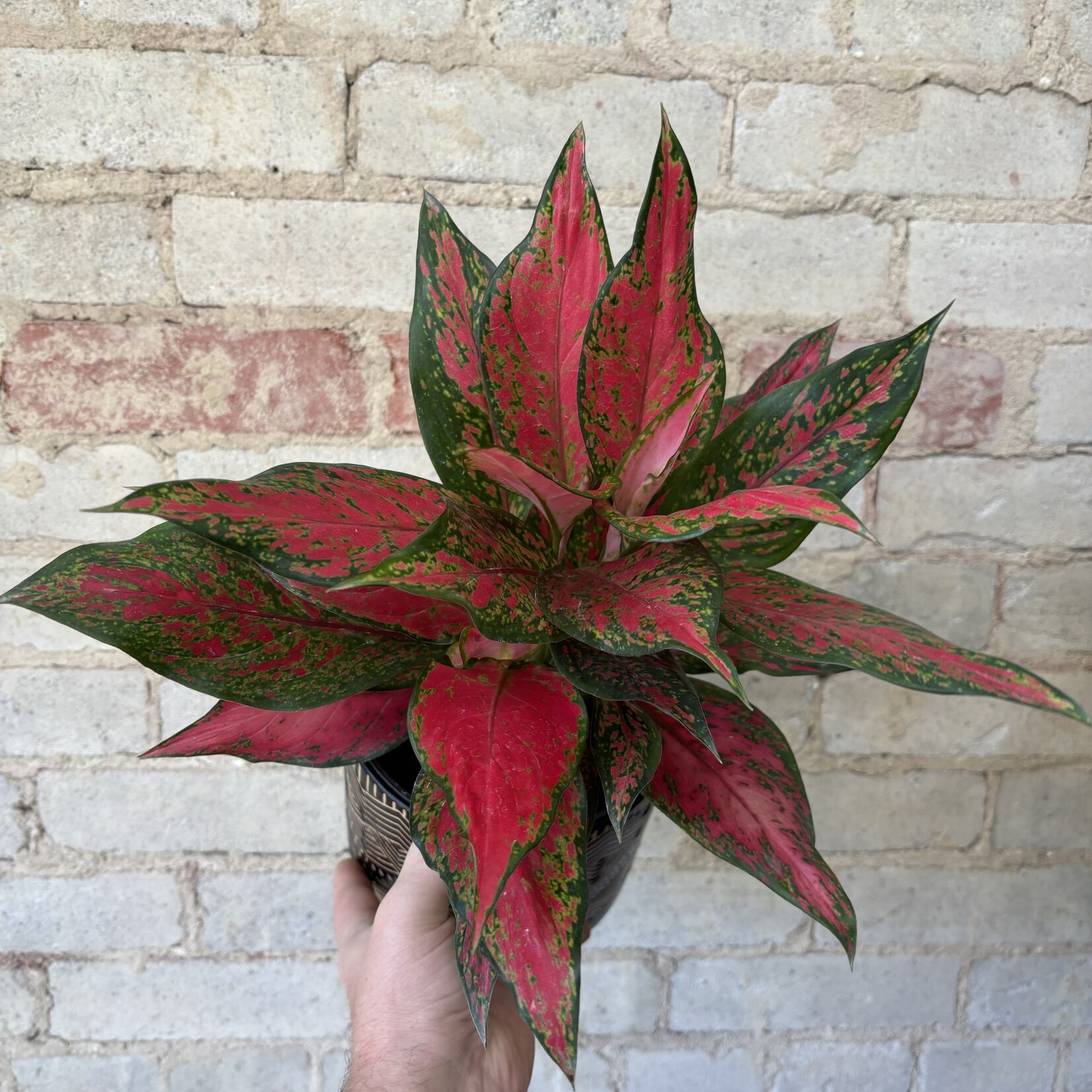 Aglaonema Red Valentine 6"