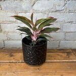 Aglaonema Creta 4"