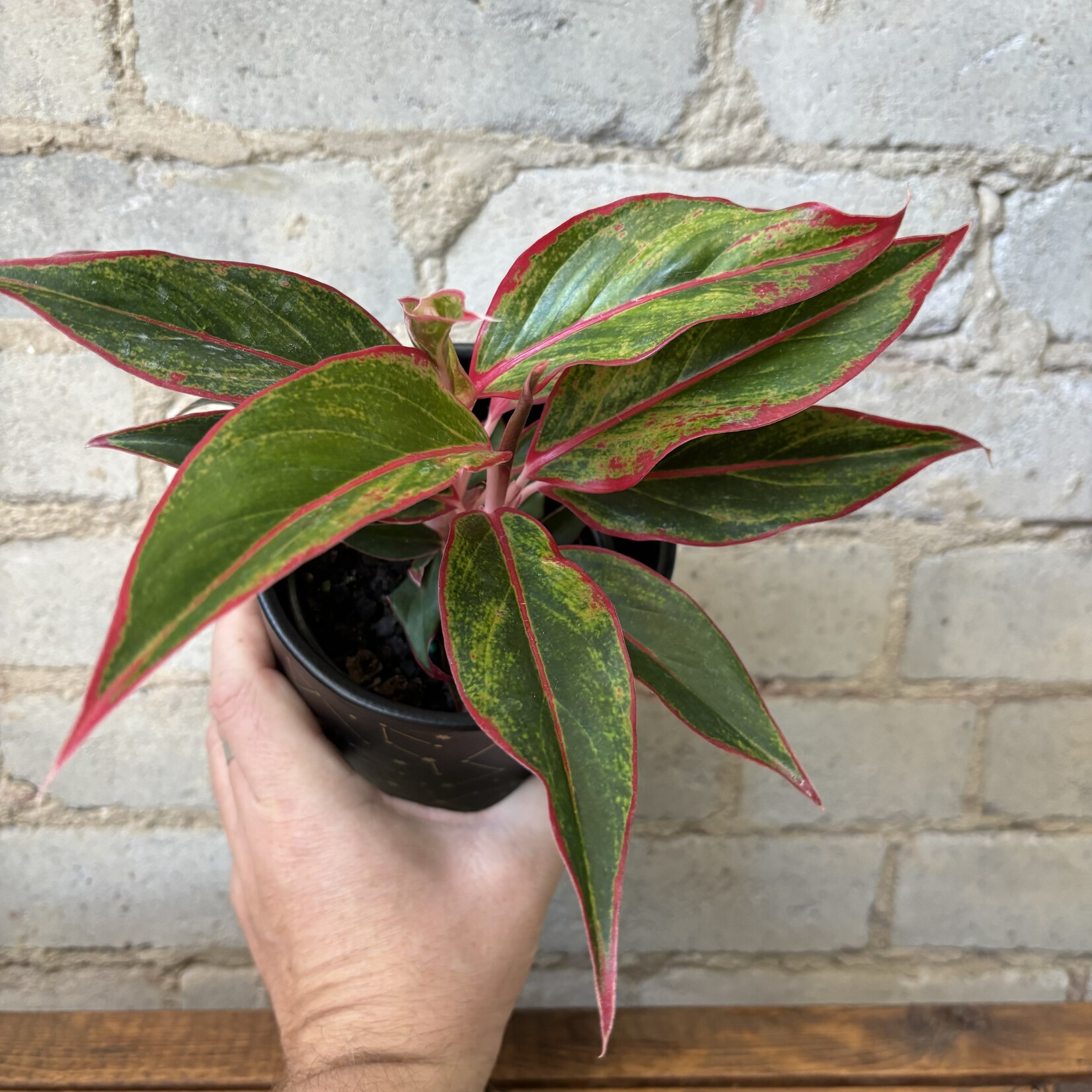 Aglaonema Creta 4"