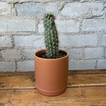 Cactus 4" - B