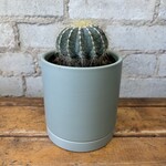 Cactus 4" - D