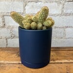 Cactus 4" - E