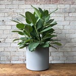 Ficus Audrey Bush 8"