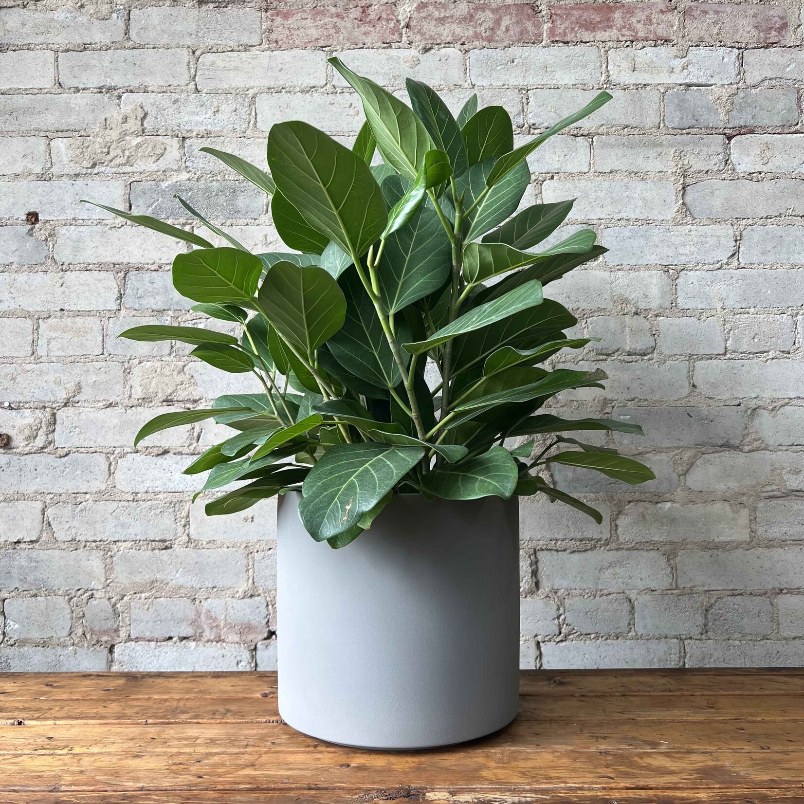 Ficus Audrey Bush 8"