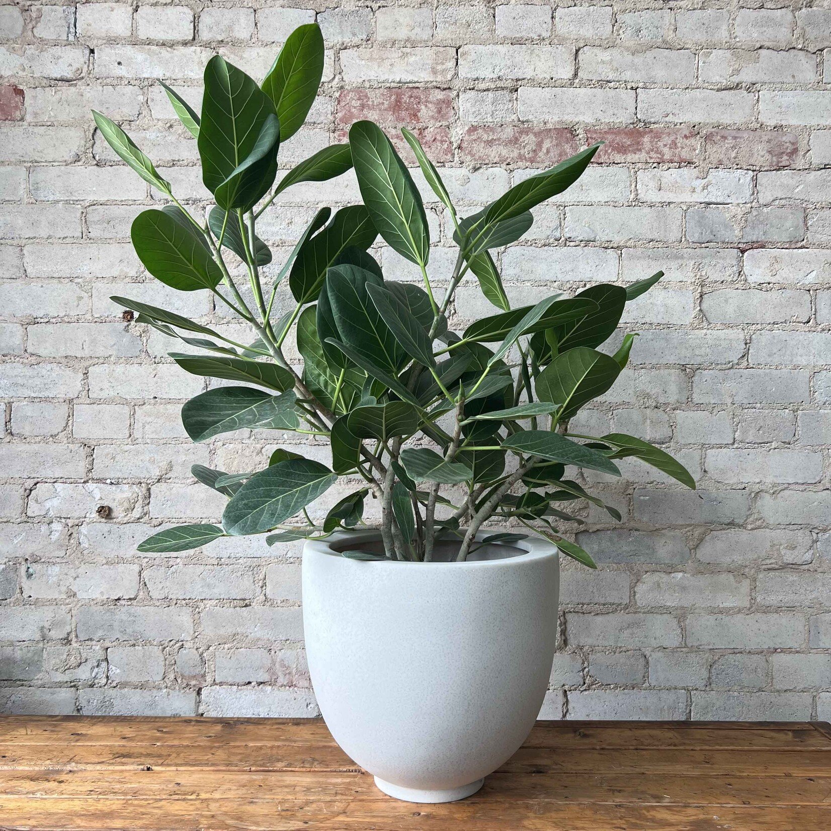 Ficus Audrey Bush 10"