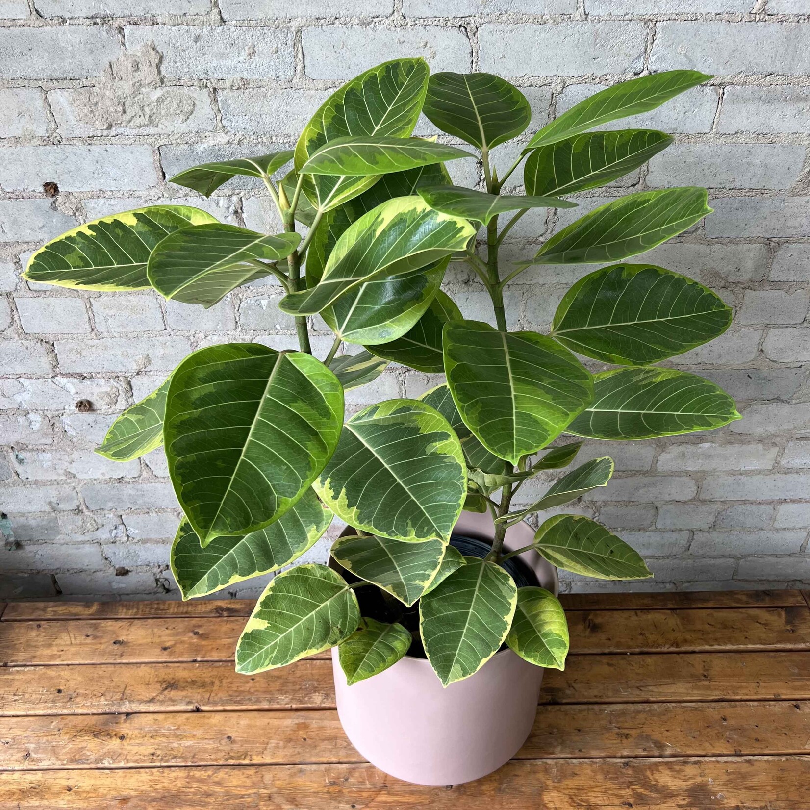 Ficus Altissima Bush 10"