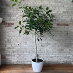 Ficus Audrey Standard 14"