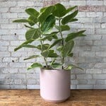 Ficus Altissima Bush 10"