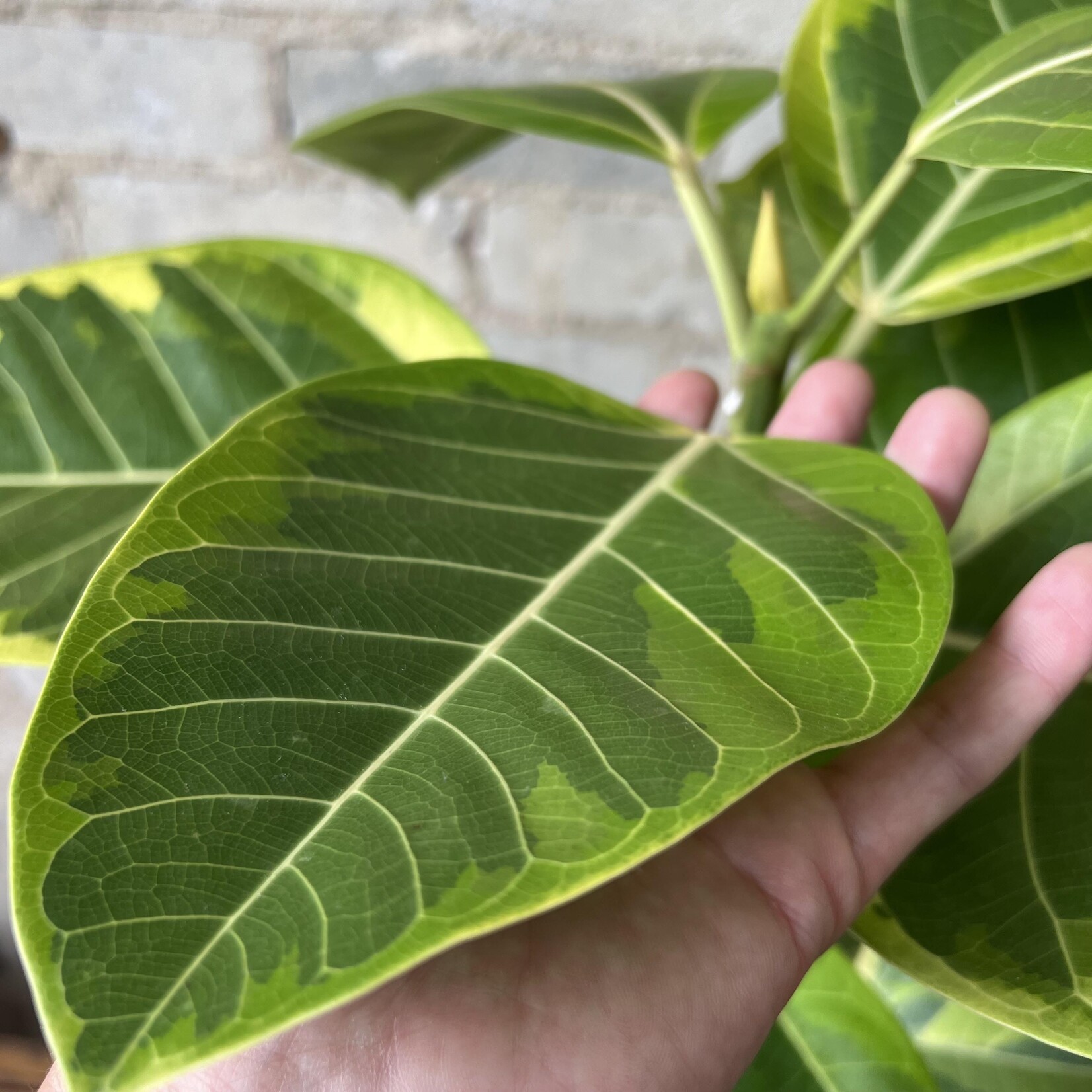 Ficus Altissima Bush 10"