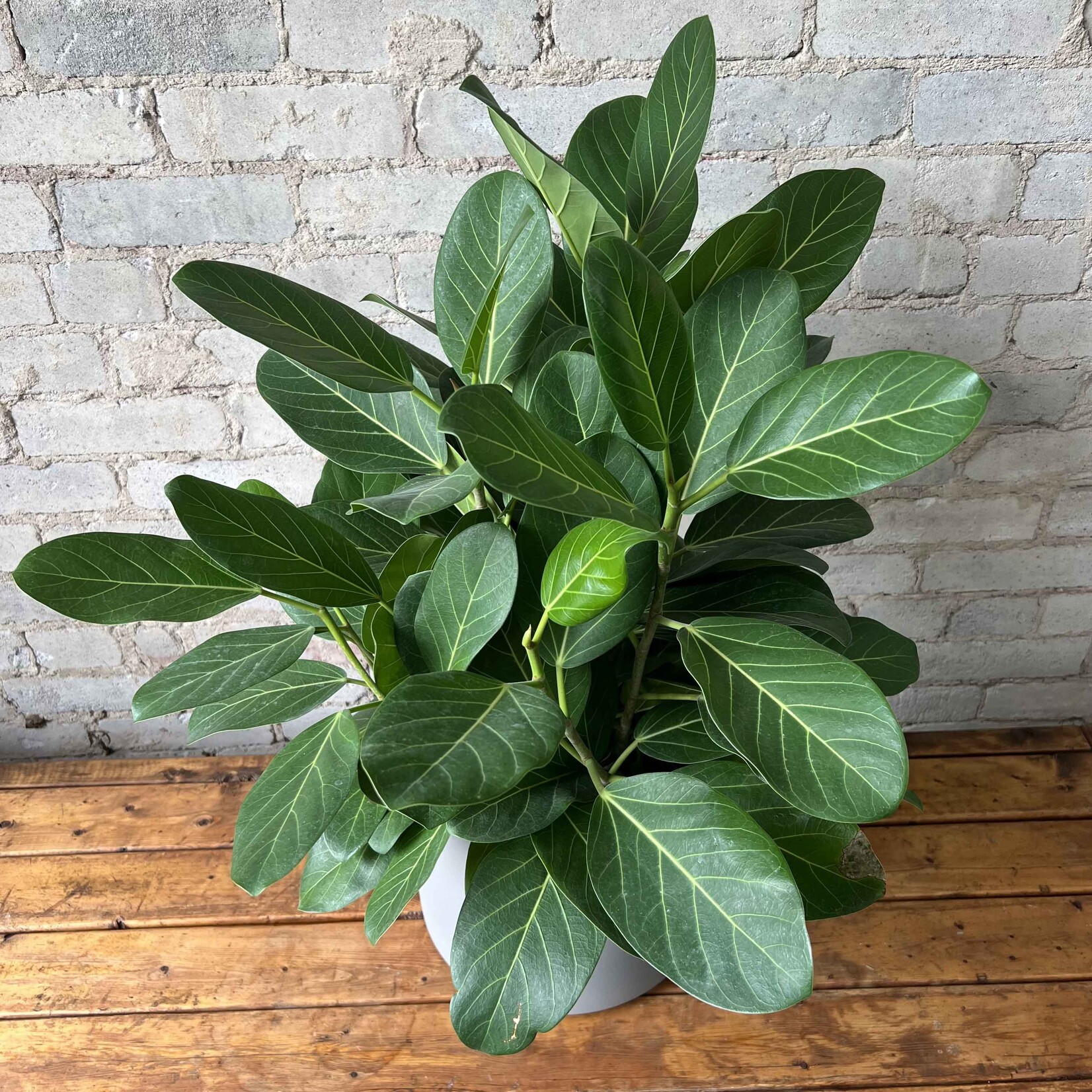 Ficus Audrey Bush 8"