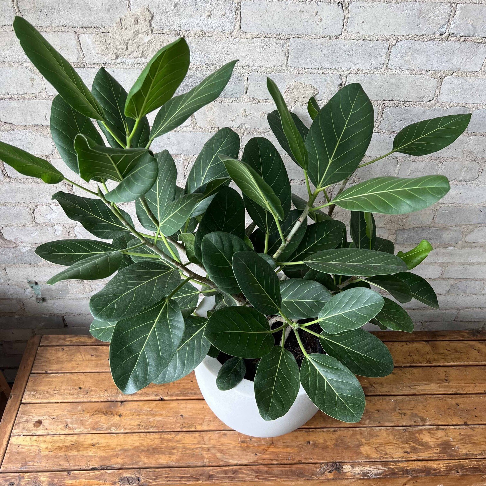 Ficus Audrey Bush 10"