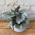 Begonia Rex 'Arctic Breeze' 5"