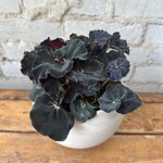 Begonia Rex 'Black Mambo' 5"